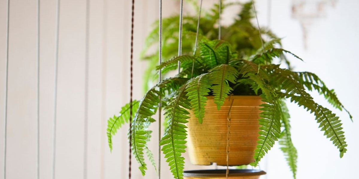 plant 2