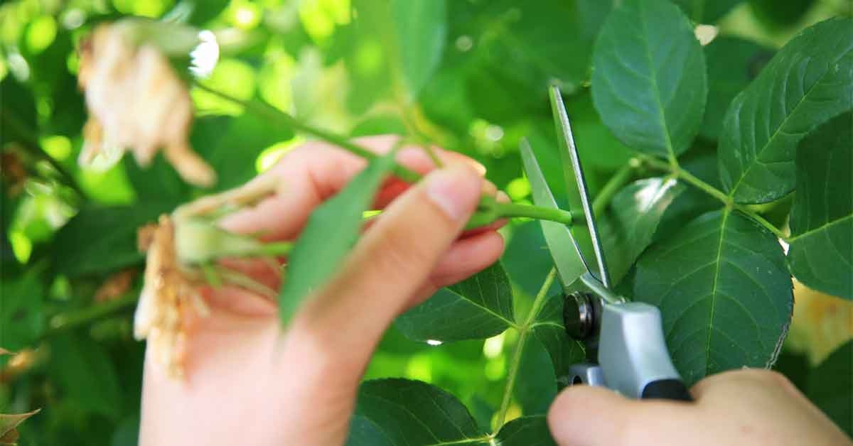Plantas