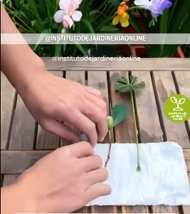 plantas 2