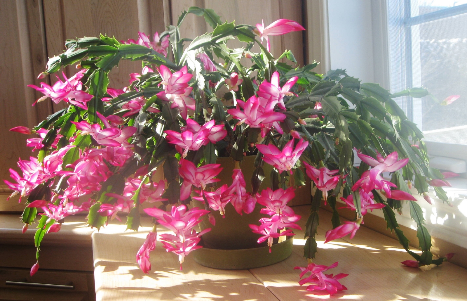 Cactus de Navidad (1)