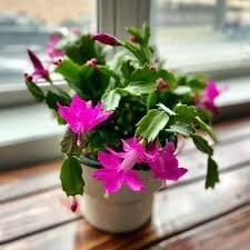 Cactus de Navidad 3