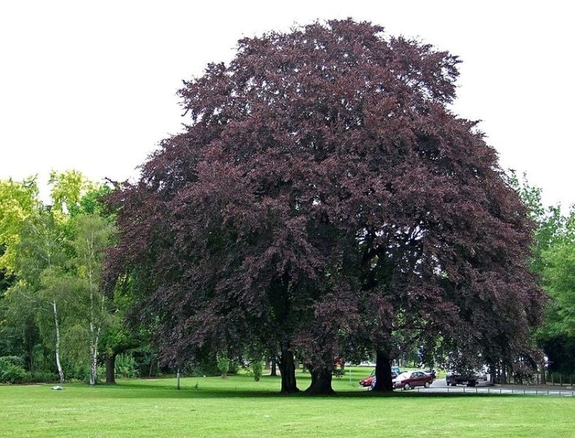 arboles 2