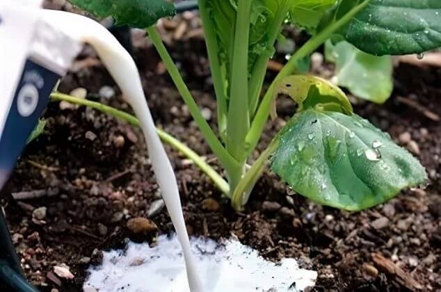 plantas 2