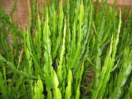 plantas1