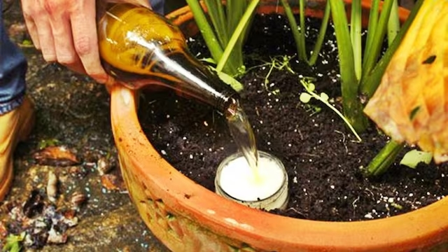 Plantas 2