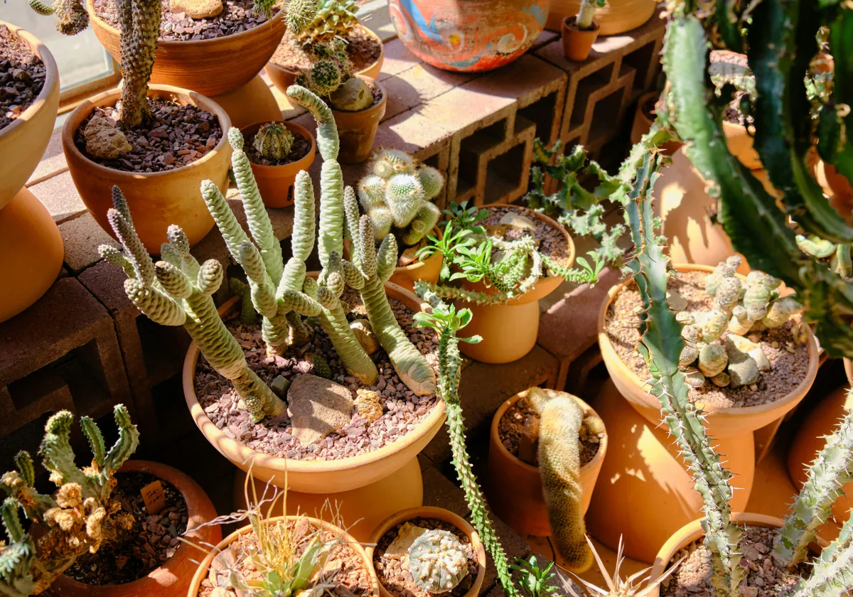 Plantas. Fuente (Instagram)