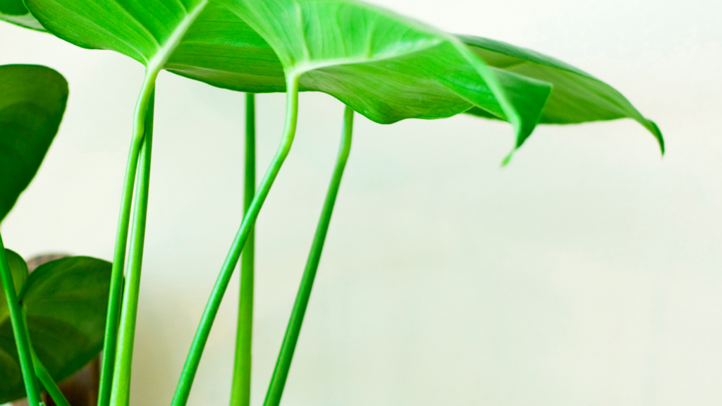 Plantas