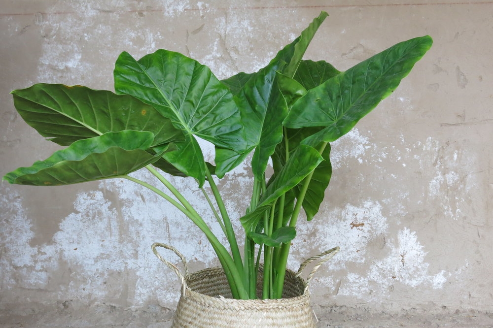 plantas3