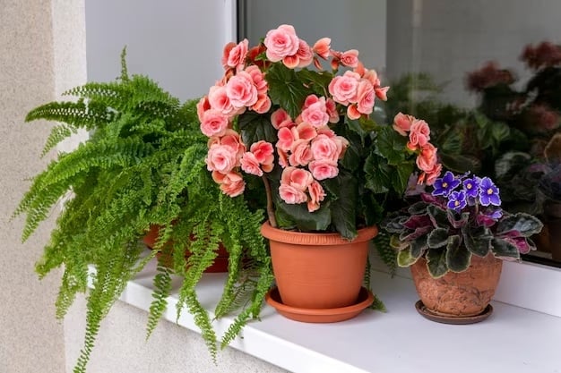 Plantas 4