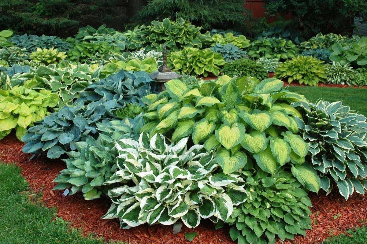 Plantas 5