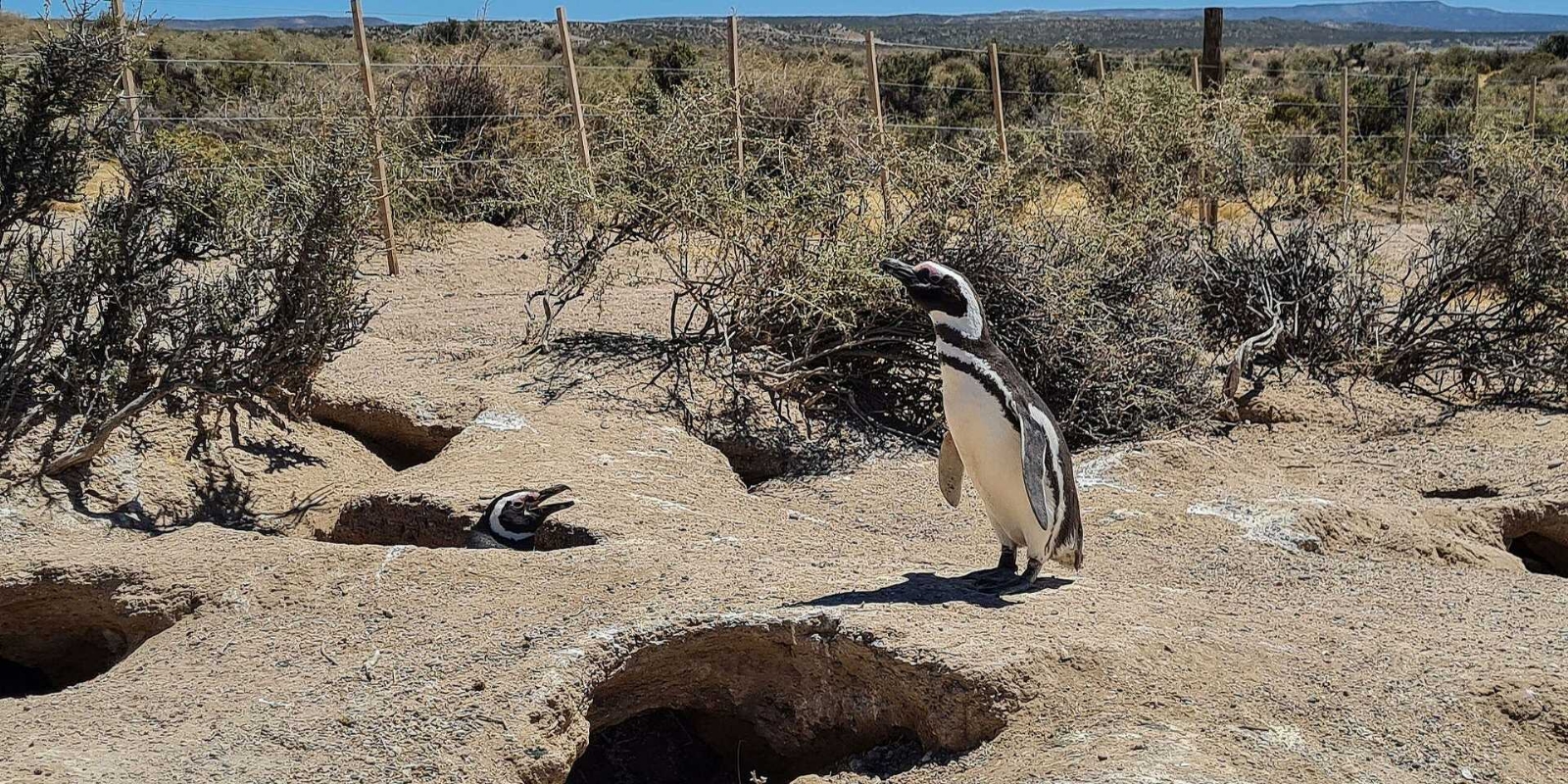 punta tombo