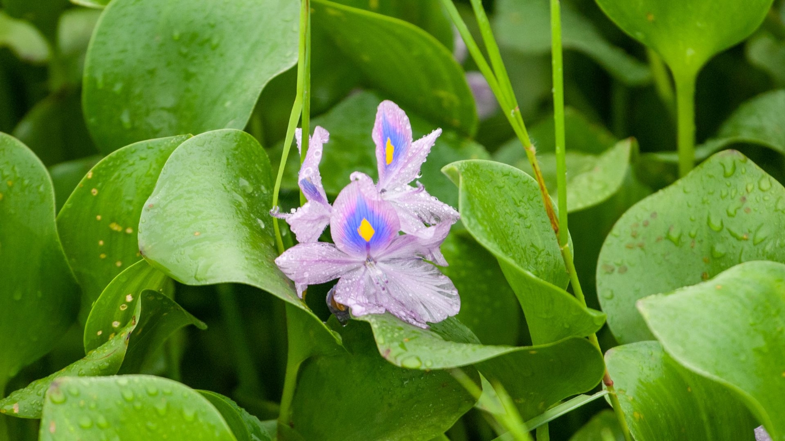 camalote-con-flor