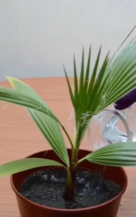 plantas4