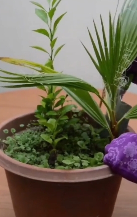 plantas3