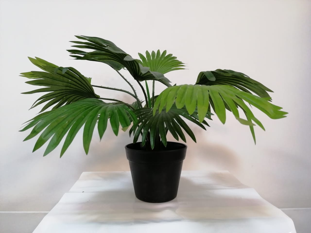 plantas2