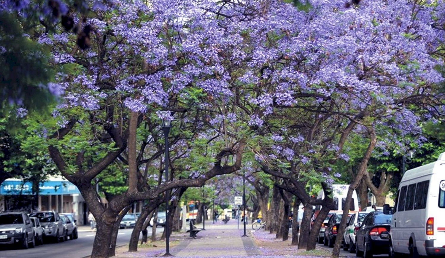 Árbol. Fuente (Instagran)