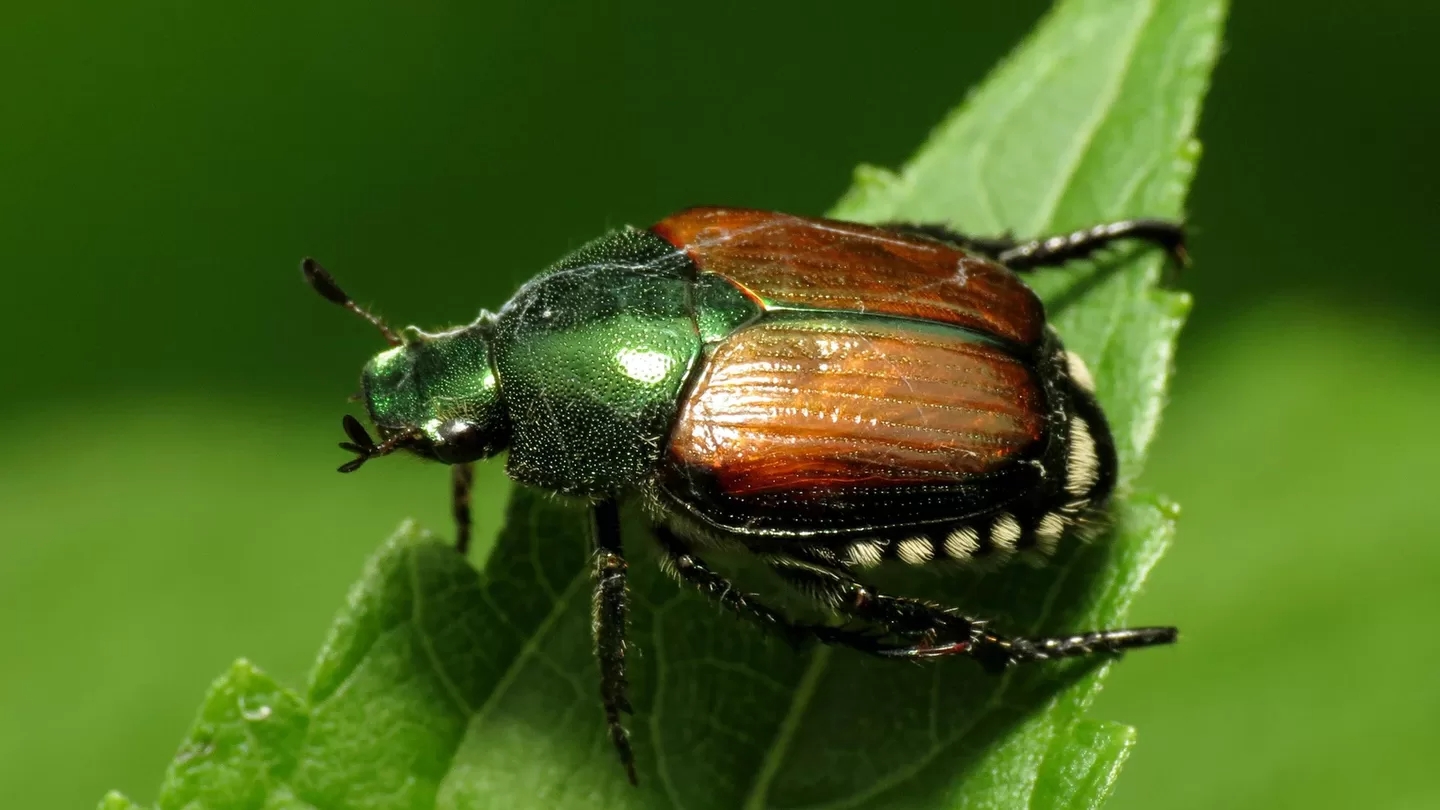 insecto (1)