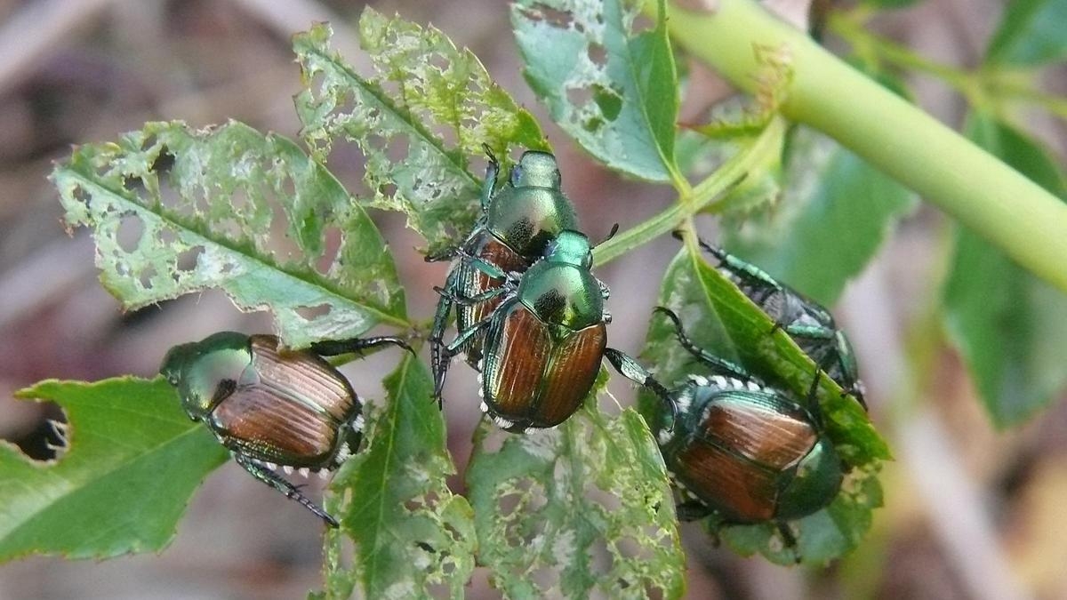 insecto