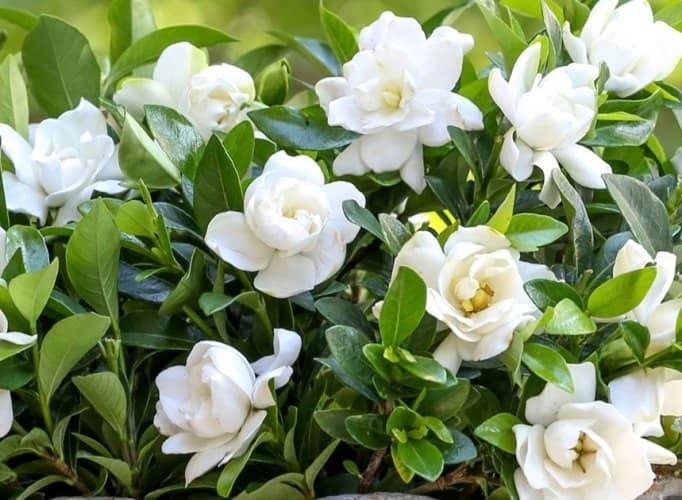 gardenia1-1e880f5eafa4c24e7216922991156505-1024-1024