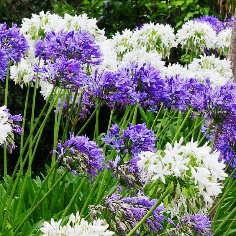 bulbos-agapanthus-800x800