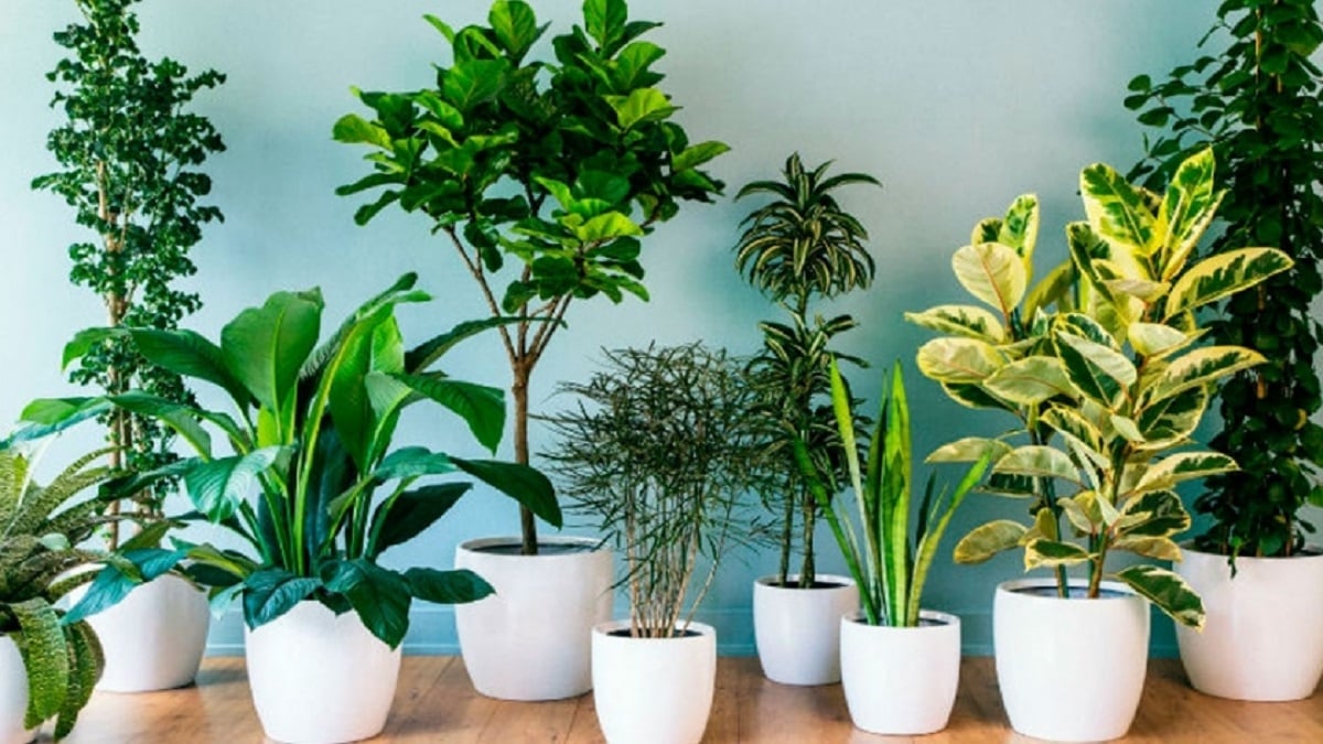 Plantas