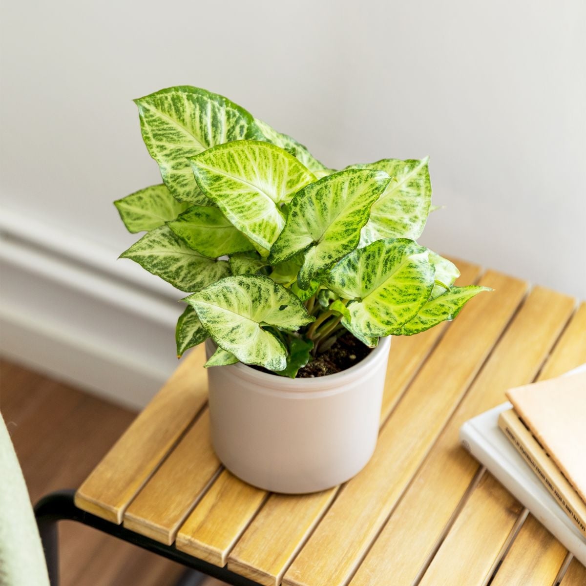 syngonium3