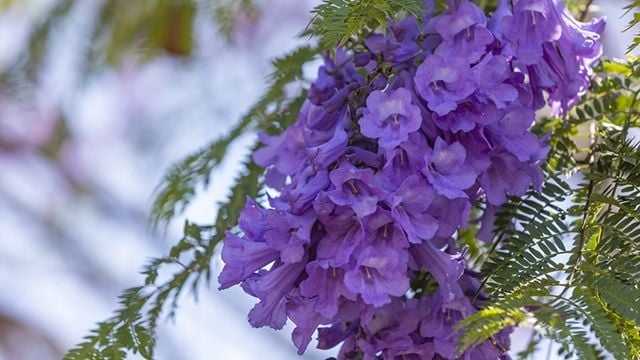 jacarandá