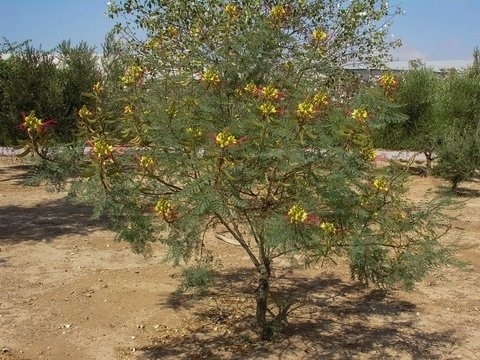 Arbusto 3