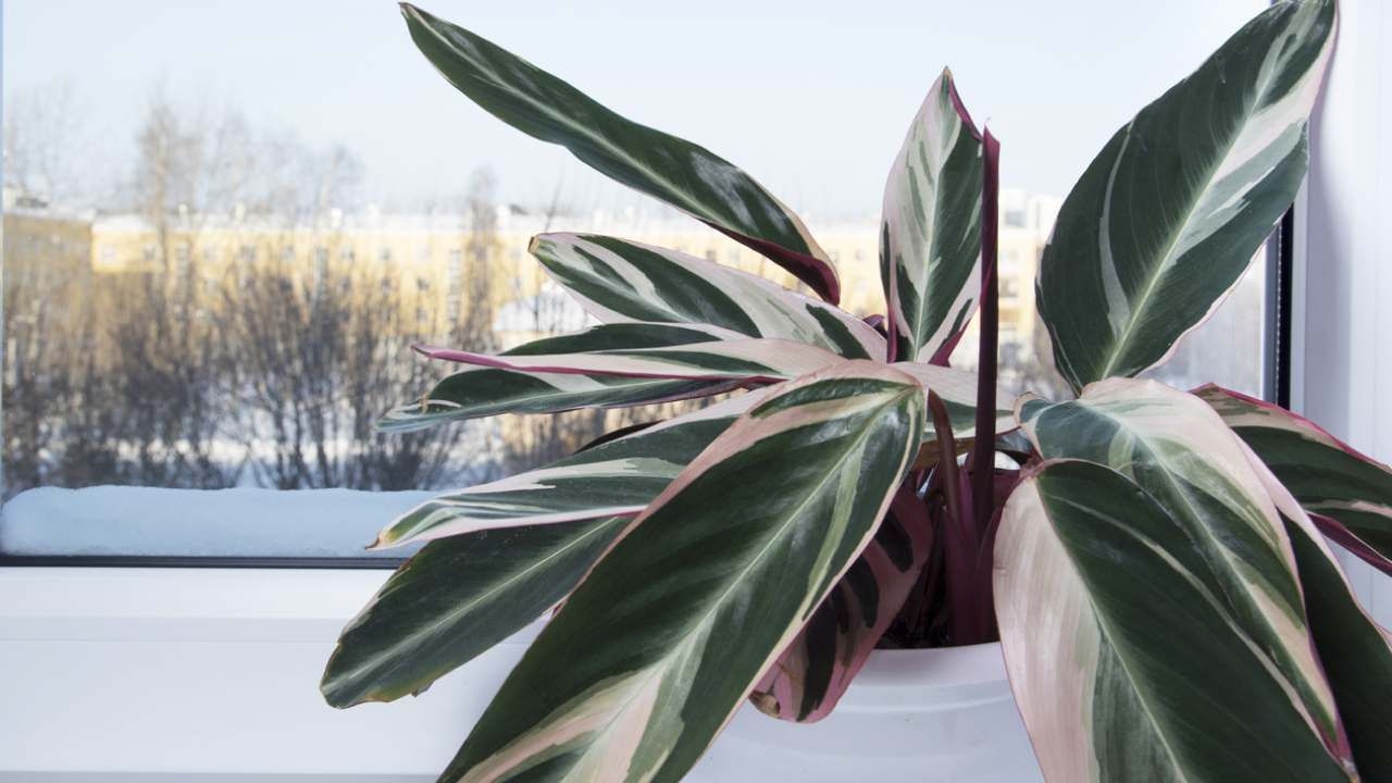 Plantas. Fuente (Instagram)