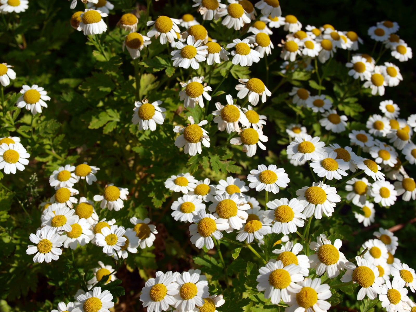 plantas111