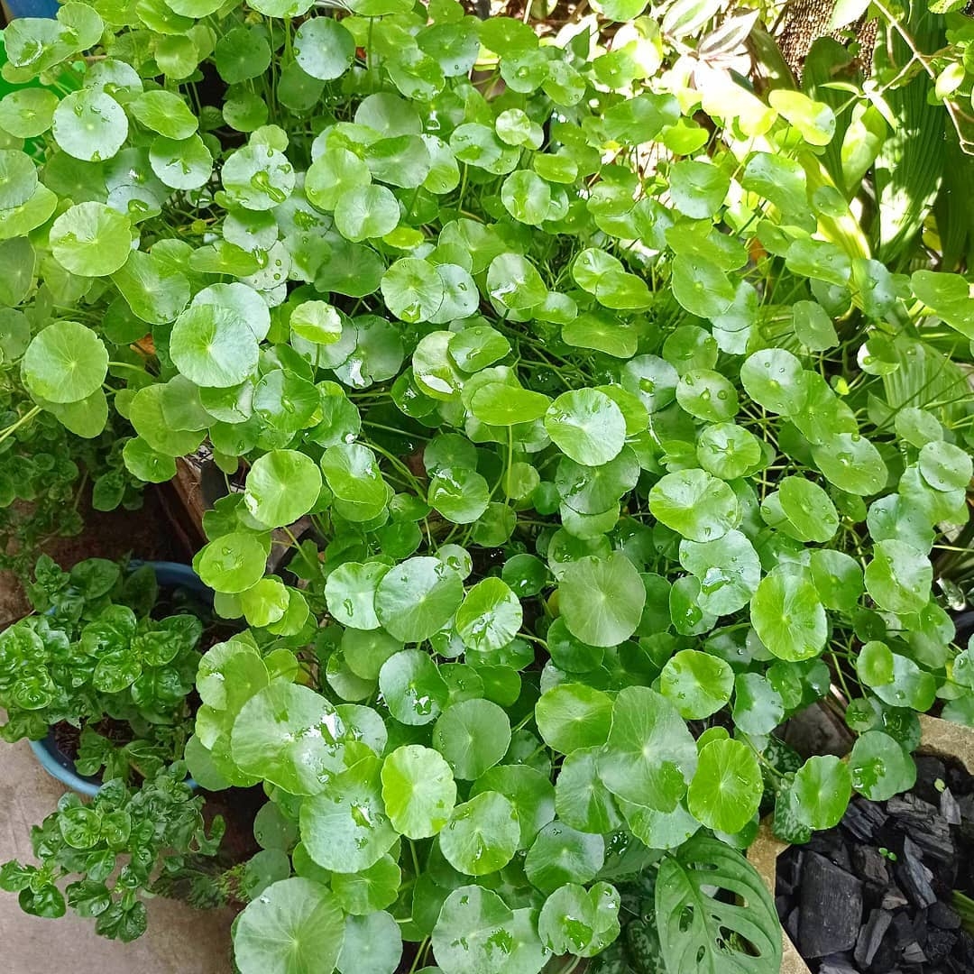 plantas1