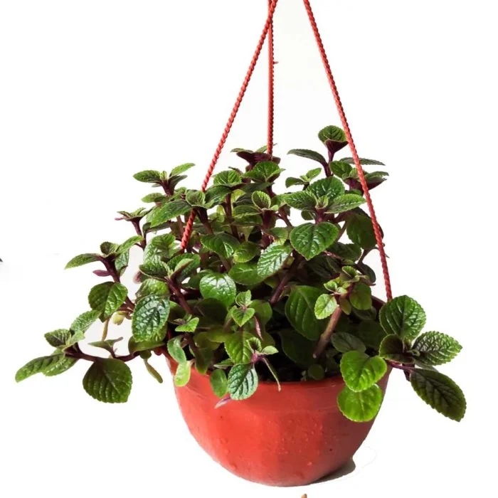 dolar planta 1
