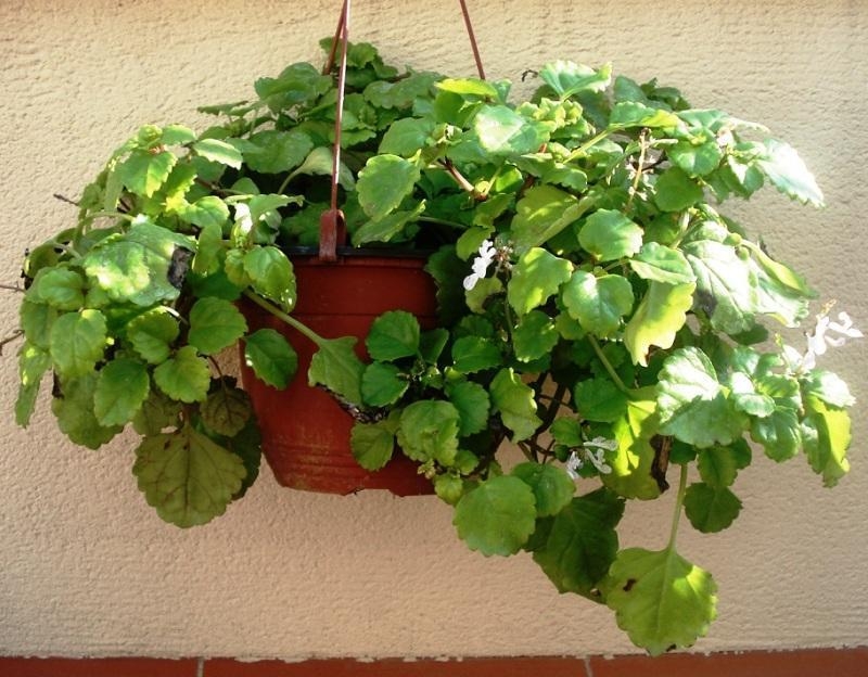 dolar planta 2