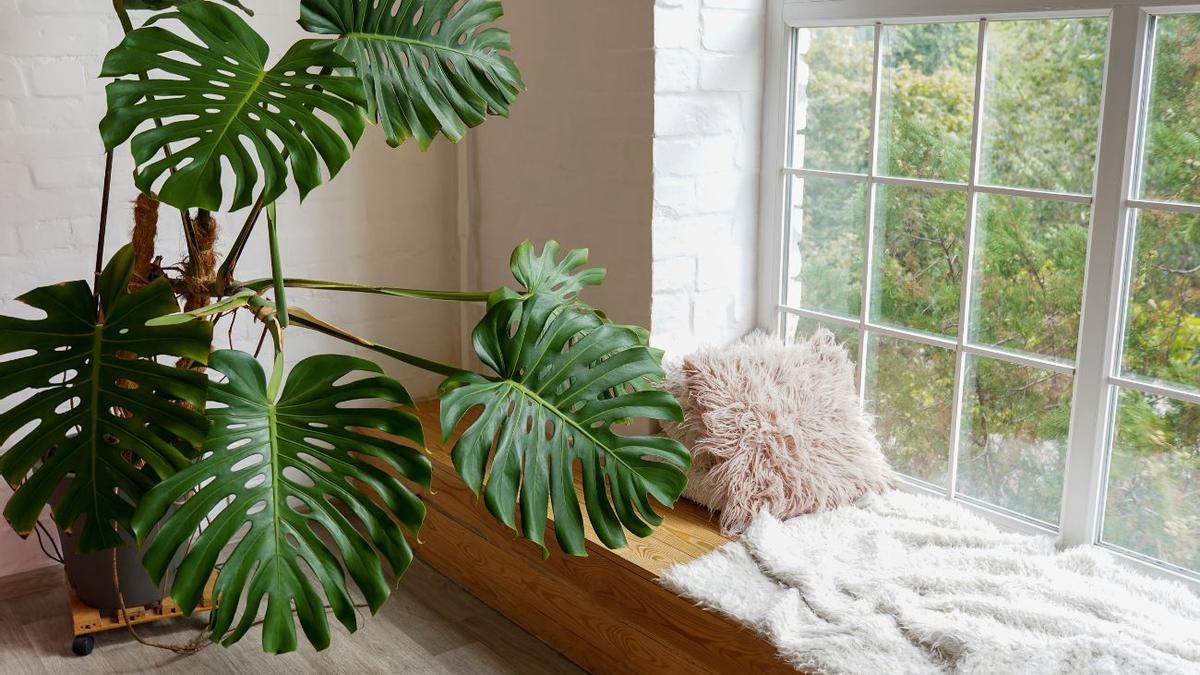 plantas3