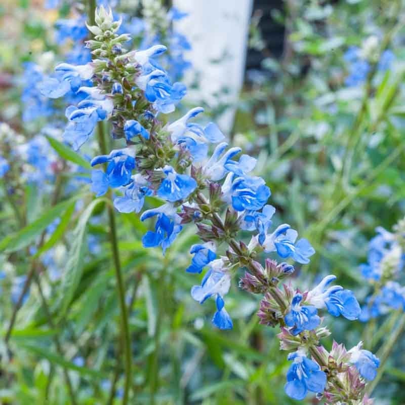 salvia-uliginosa