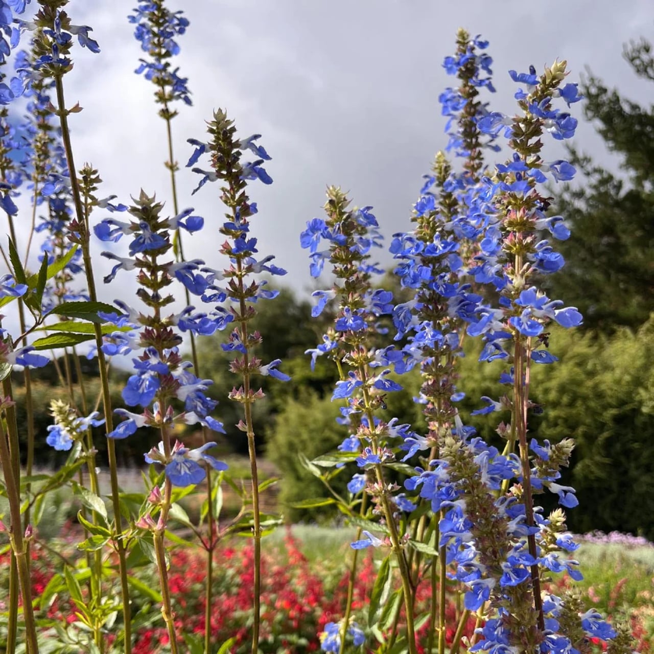 Blue-Spike-Sage-PSAU-01_1024x1024