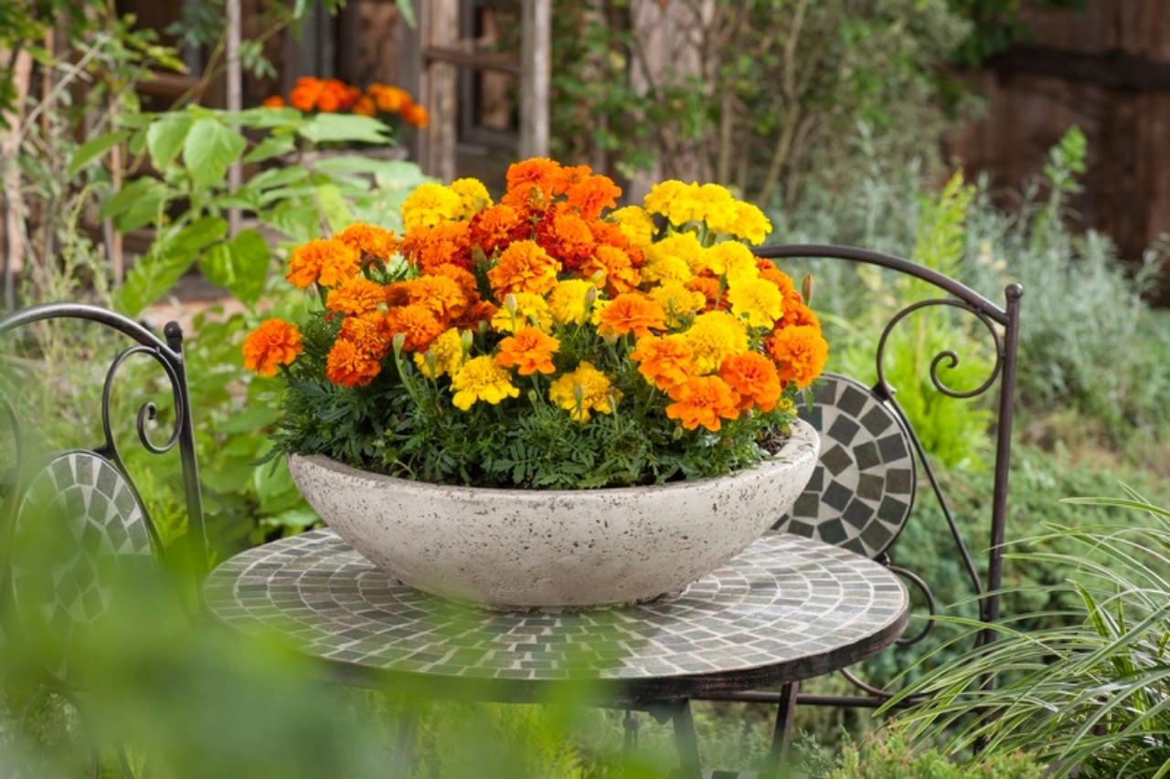 tagetes-marigold2B2528Copiar2529(1)