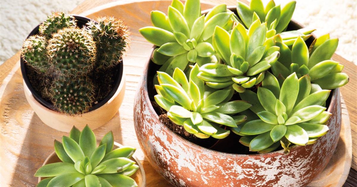 Plantas