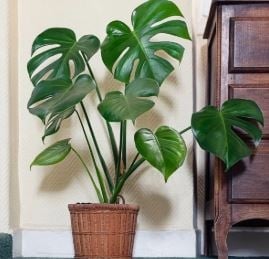 monstera