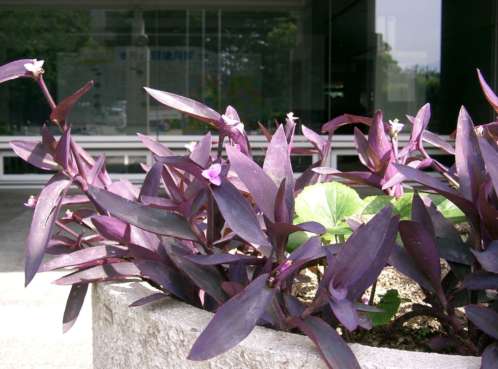 Planta 1