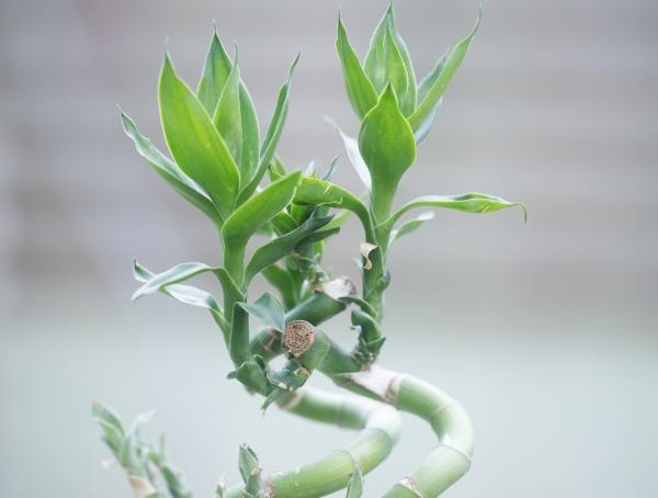 Plantas1
