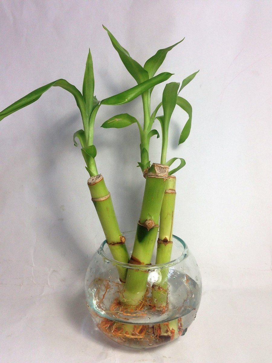 plantas3 bambú