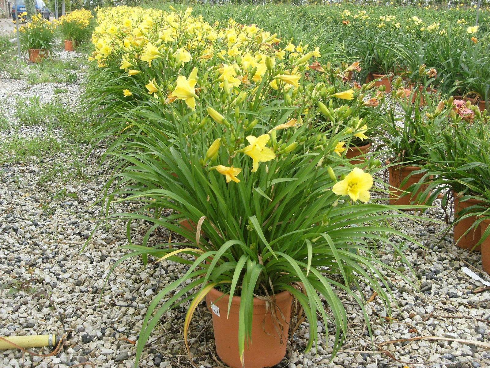 hemerocallis 1