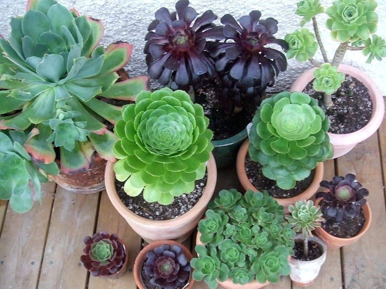 Planta