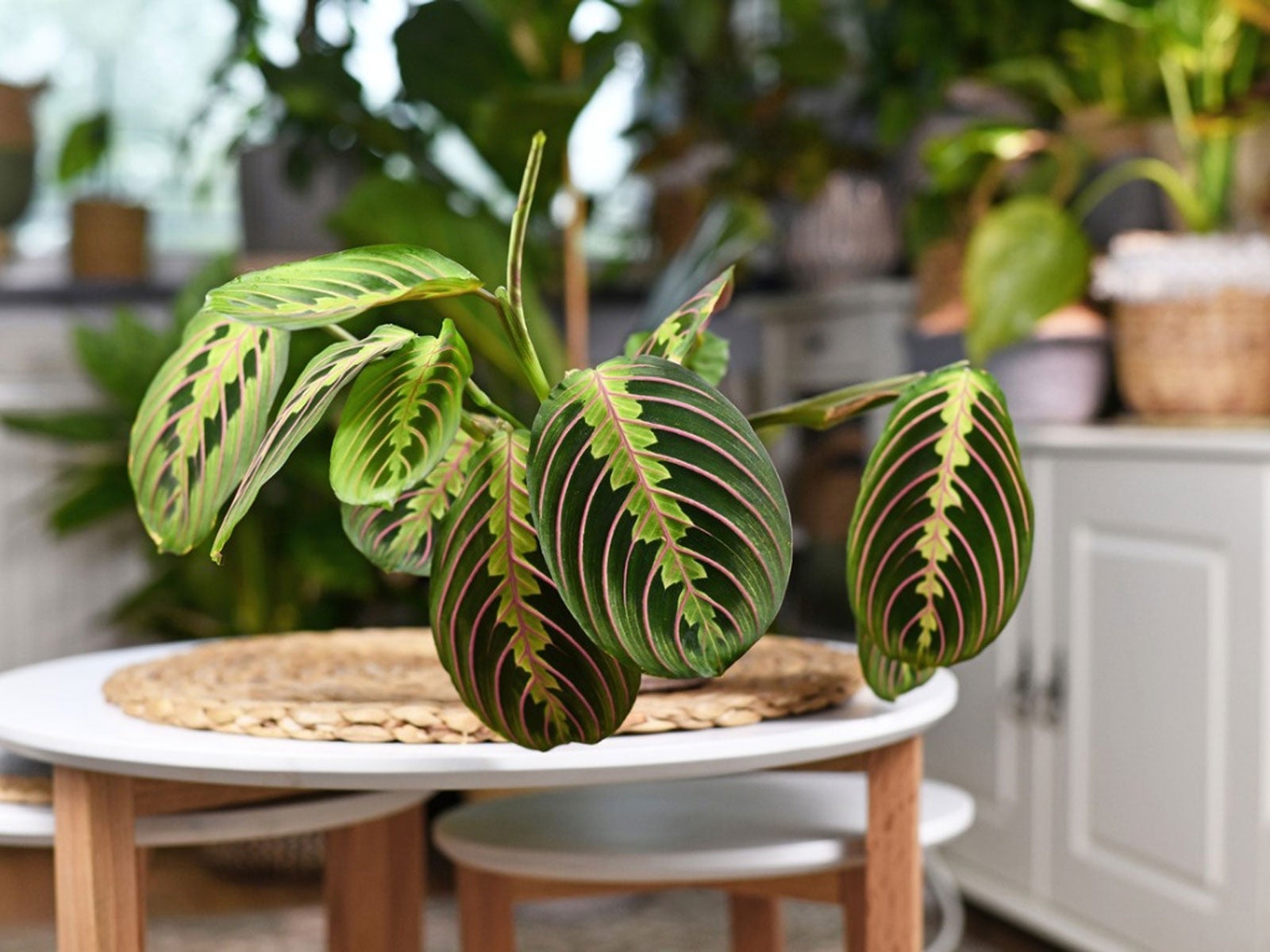 calatheas