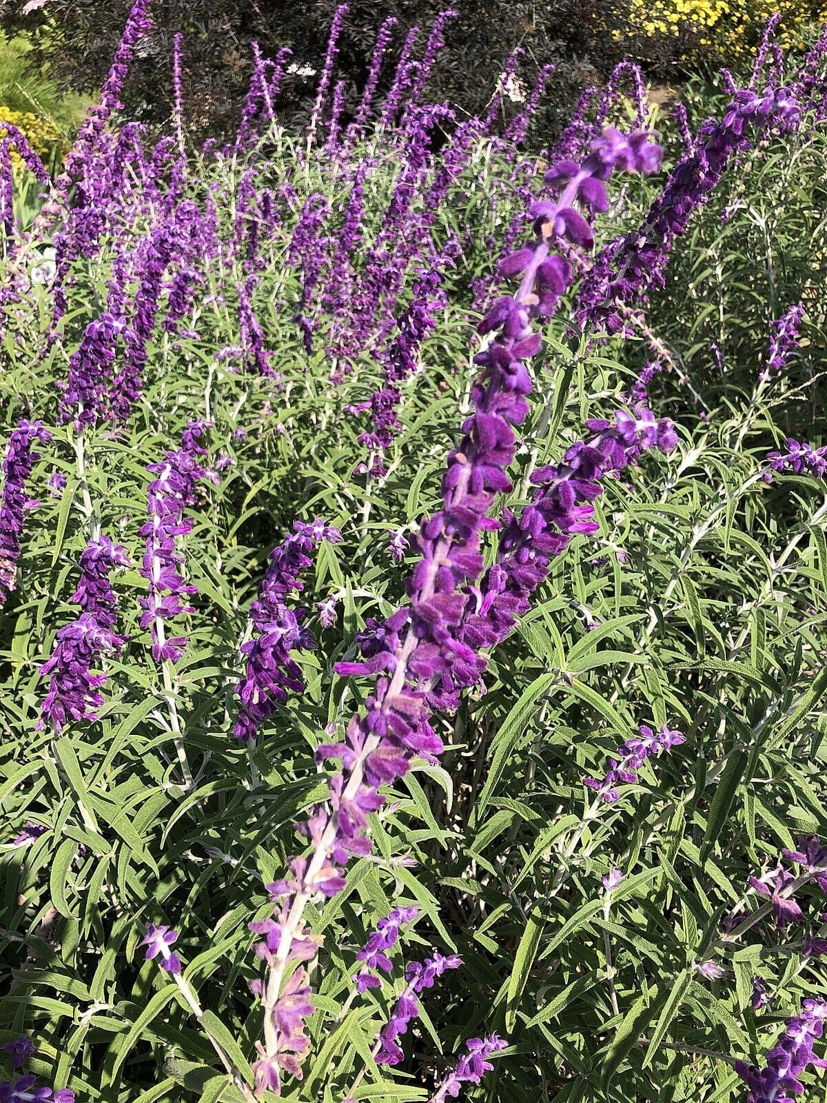 Salvia_leucantha_ (1)