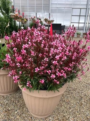 Gaura