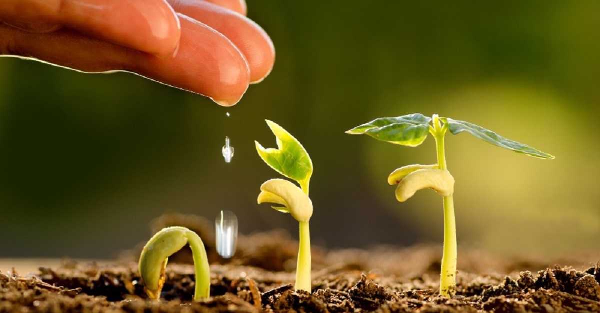 Plantas