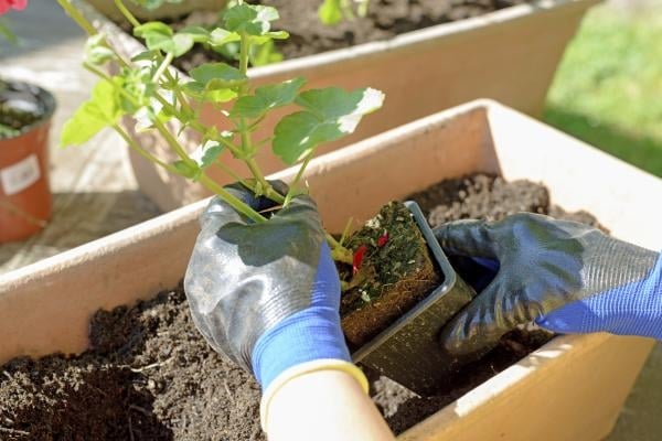 plantas1
