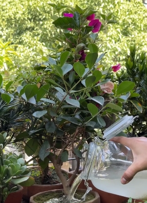 plantas3